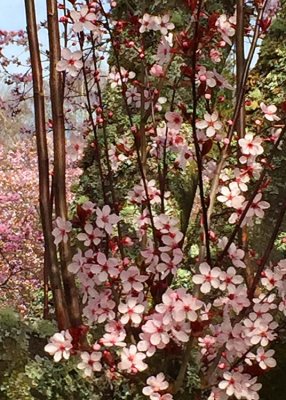 10 plum blossom branches