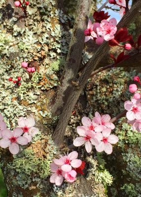 14 plum blosson and lichen