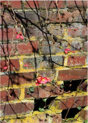 15 quince by the old wall