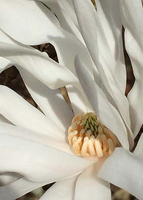 16 star magnolia
