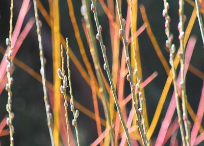 18 pussy willow and twigs