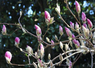 21 magnolia buds