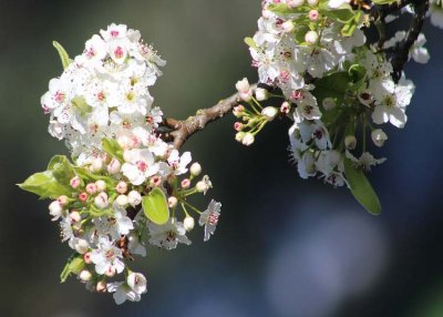 32 white blossom