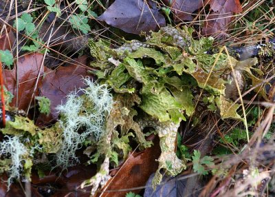 65 lungwort lichen