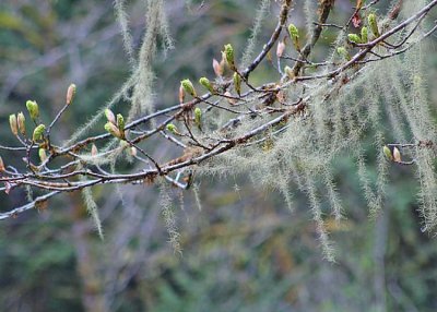 67 usnea and spring buds