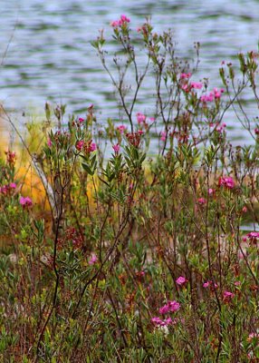 29 western bog laurel