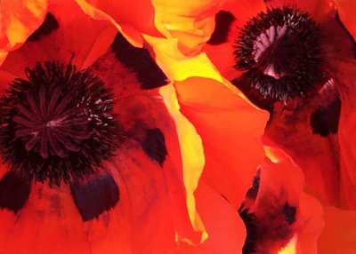 72 two poppies
