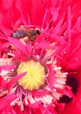 73 bee in red poppy