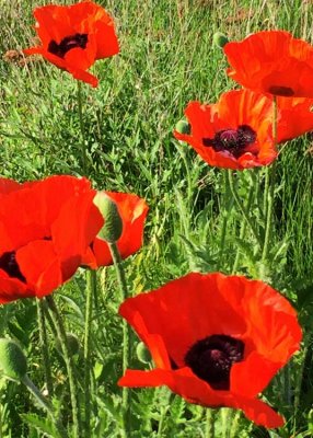 75 poppies 2-2015