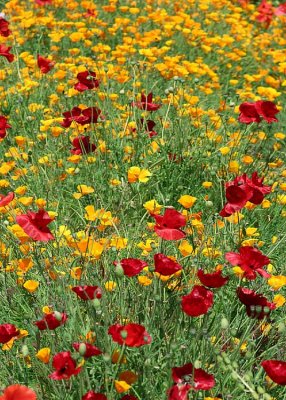 76 red yellow poppy field 2