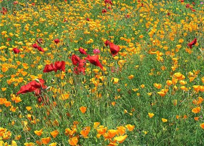 77 red yellow poppy field