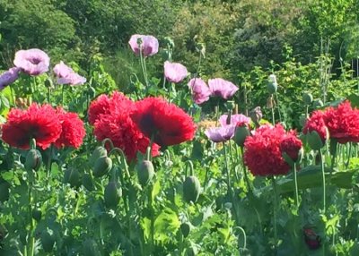 81 red and purple poppies