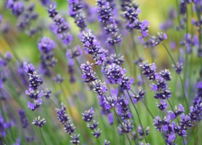 84 lavender field