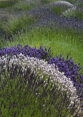 85 striped lavender field 2