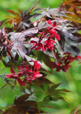 03 maple seeds and green