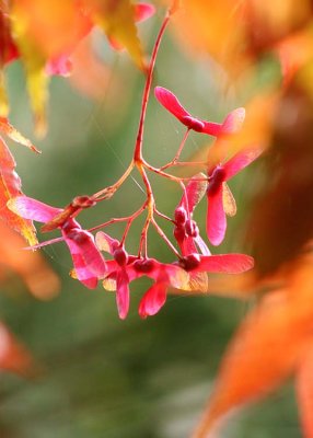 04 maple seeds and orange