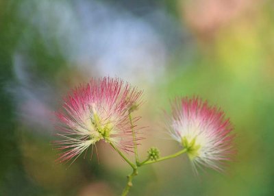 08 silk tree blossom