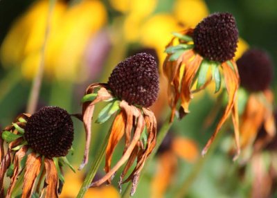 12 flower seed heads