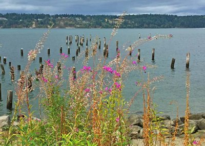 17 last fireweed at titlow park