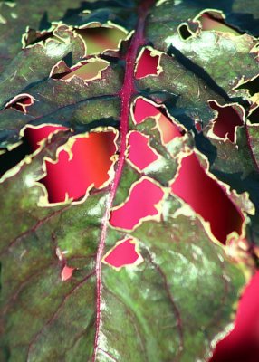 25 something's been eating my rainbow chard