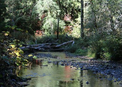 10 shady skate creek