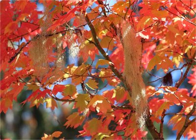 19 lichen in the maple