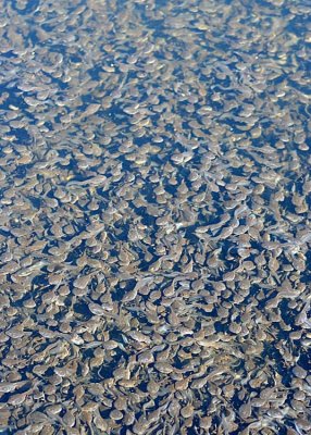 ten thousand tadpoles