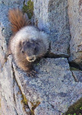 marmot on a ledge