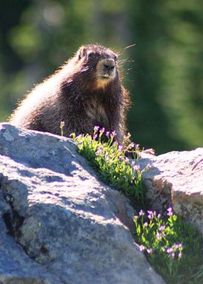 marmot lookout