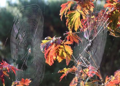 31 two webs in the maple