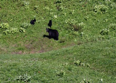 mama and cubs