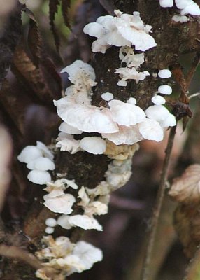 9 white tree mushroom