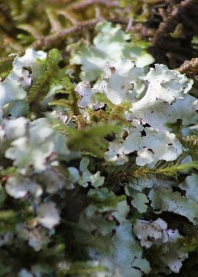 10 white lichen