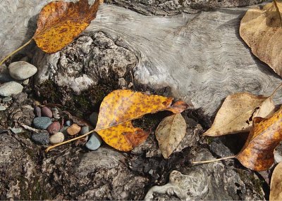 30 wood, leaves, pebbles