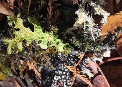 41 lichens at dewatto