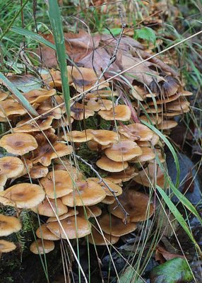 08 mushroom log