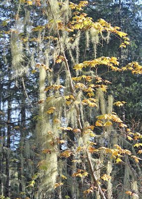 09 usnea and maple