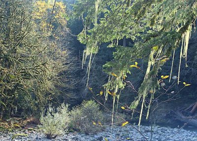 13 forest from the river beach