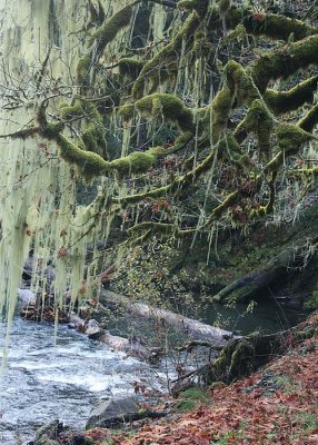 15 lichen moss tree