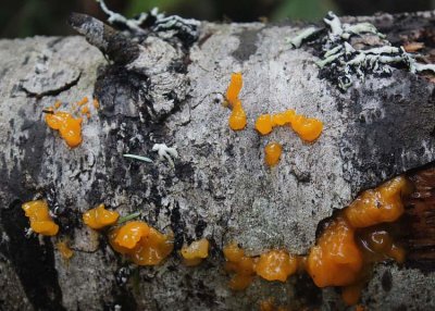26 and then the yellow jelly fungus