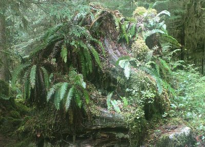 40 the old tree stump dressed up with ferns
