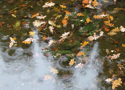 Fall Ponds