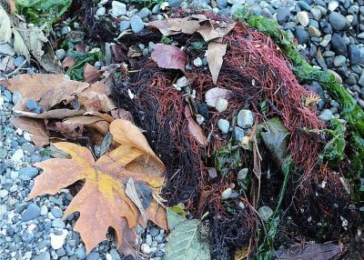 02 seaweeds, leaves and pebbles