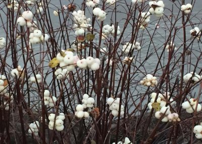 snowberry berries