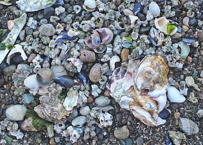 and shells scattered by the sea