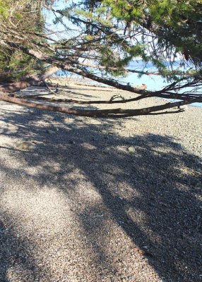  beach tree shadows