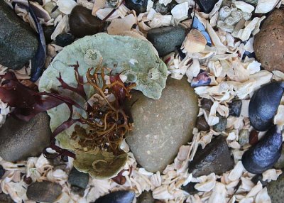 still life of shell and rock