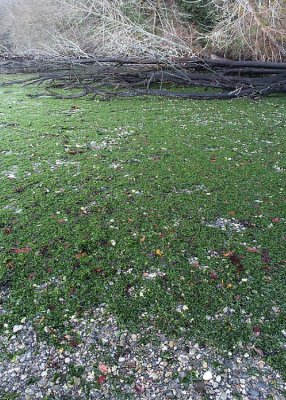 green seaweed beach