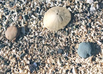 sand dollar, pebbles, and the slow process of shells becoming sand