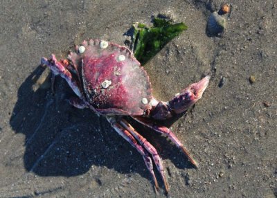 a very magenta crab shell